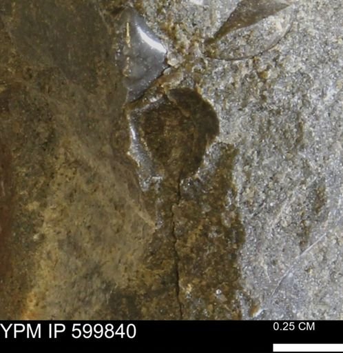 Protocardia subquadrata