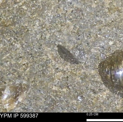 undet. Bivalvia