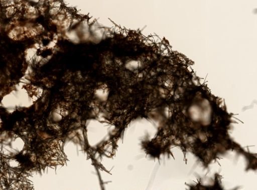Neopetrosia carbonaria