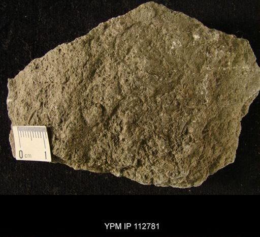 Cyclora minula