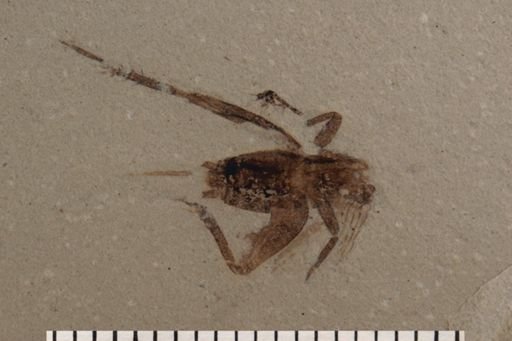 Gryllidae