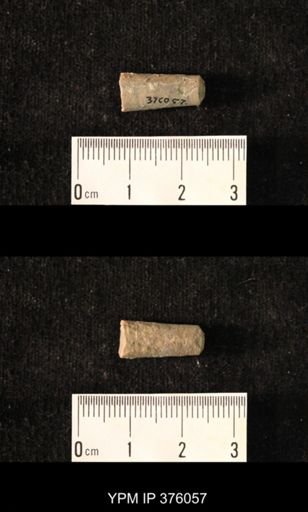 Pseudorthoceras knoxense