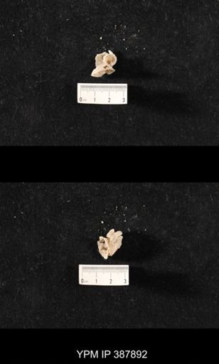 Hercosia sp.