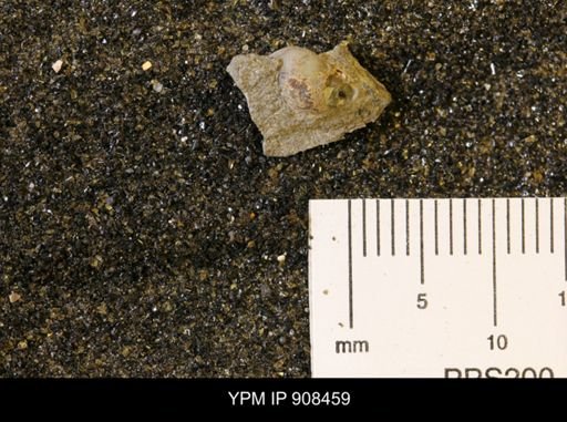 Gastropoda