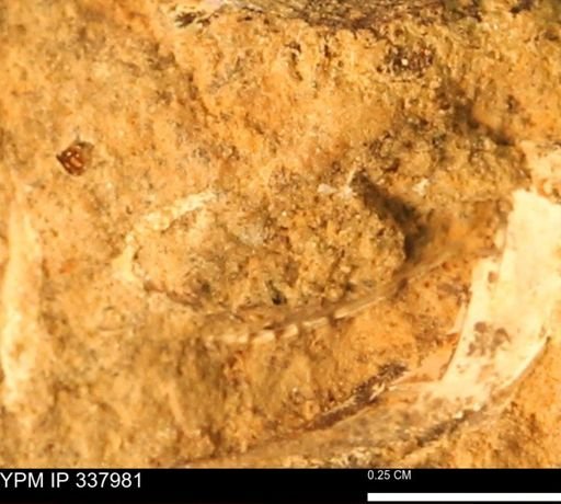 undet. Bivalvia