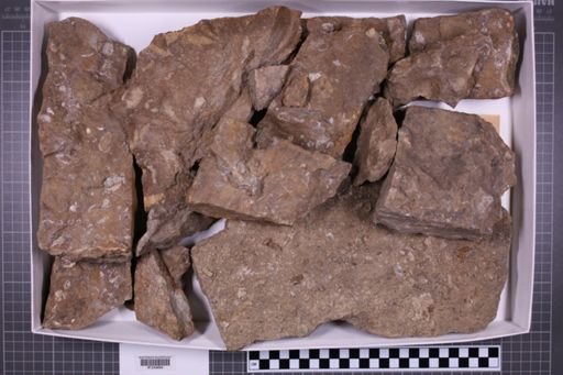 mixed taxa, stratigraphic collection