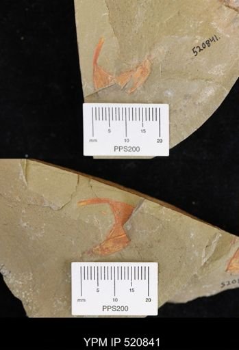 Chauvelicystis sp.