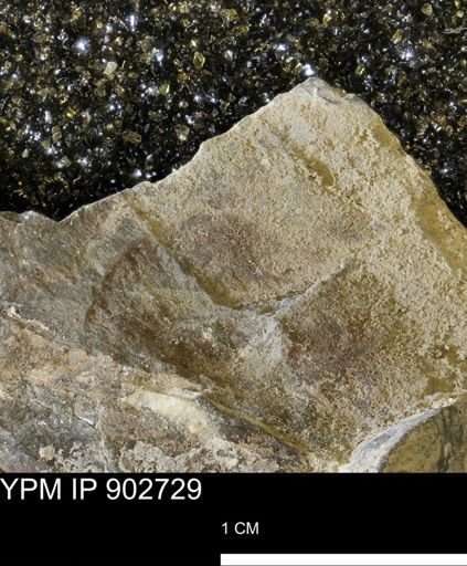 Baculites sp.