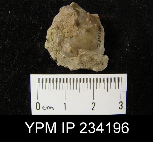 Marginifera wabashensis