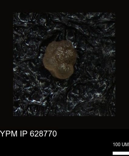 undet. Foraminiferida