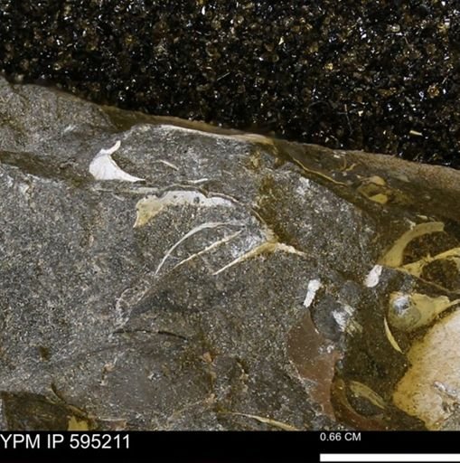 Protocardia sp.