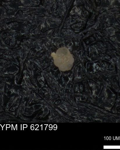undet. Foraminiferida