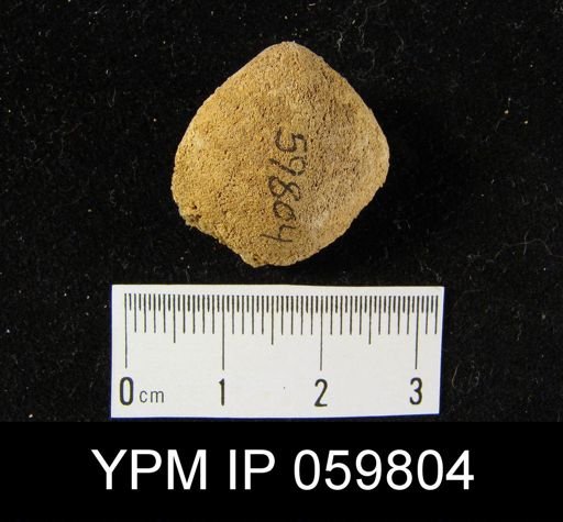 Lissopleura sp.