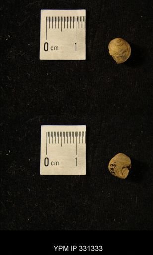 Phanerotrema grayvillense