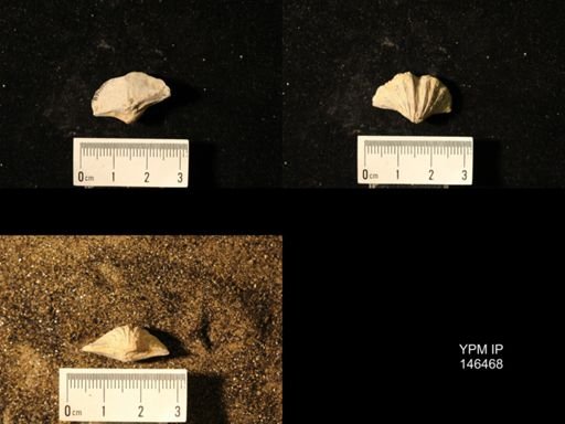 Spirifer cameratus