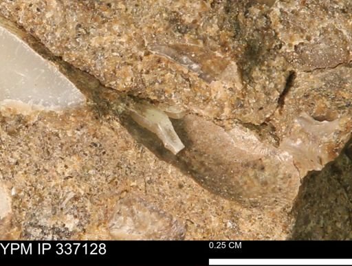 undet. Mollusca