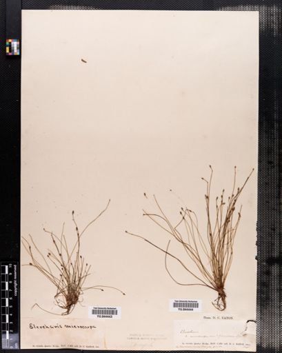 Eleocharis microcarpa