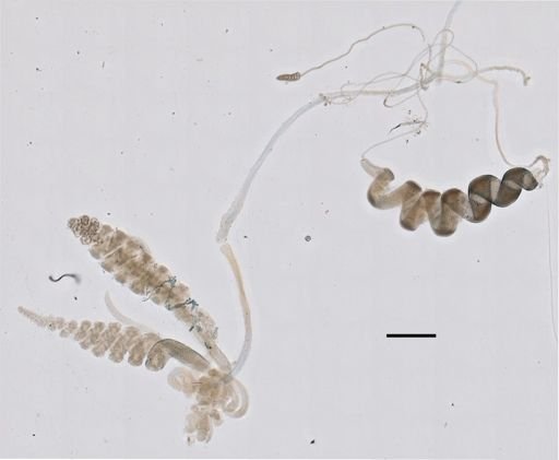 Halistemma rubrum