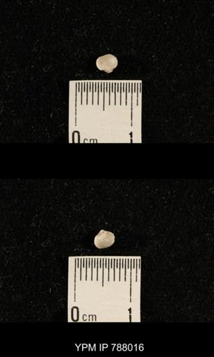 undet. Brachiopoda