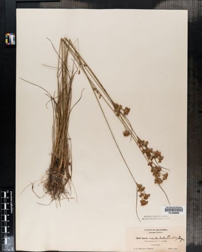 Juncus