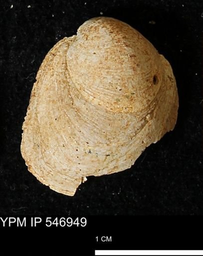 Crepidula fornicata