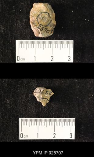 Carabites