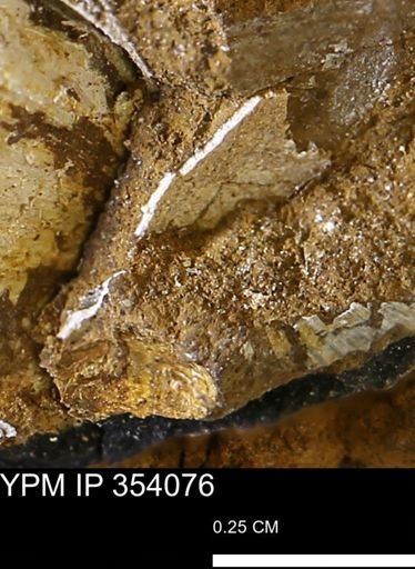 undet. Mollusca