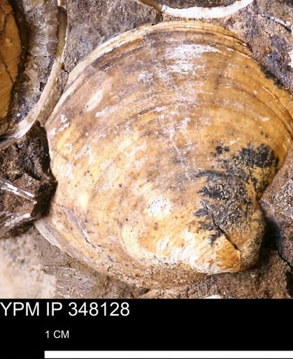Limopsis striatopunctatus