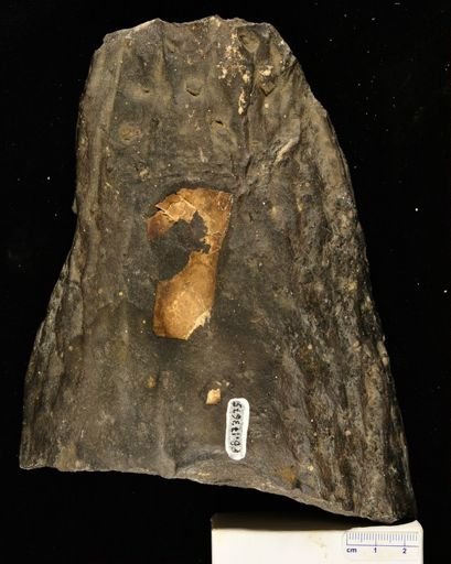 Stigmaria sp.