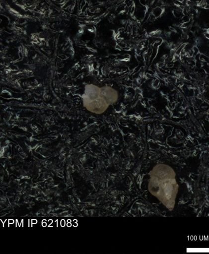 undet. Foraminiferida