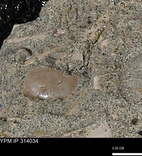 undet. Scaphopoda