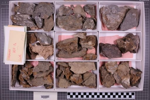 mixed taxa, stratigraphic collection