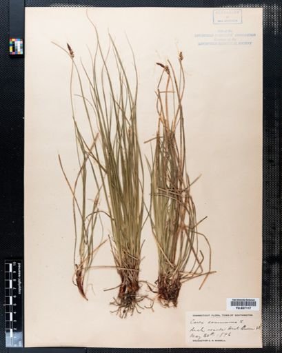 Carex communis