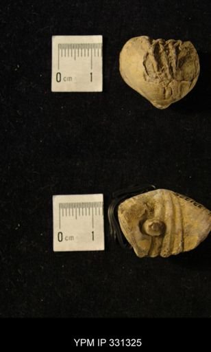 Orbiculoidea missouriensis