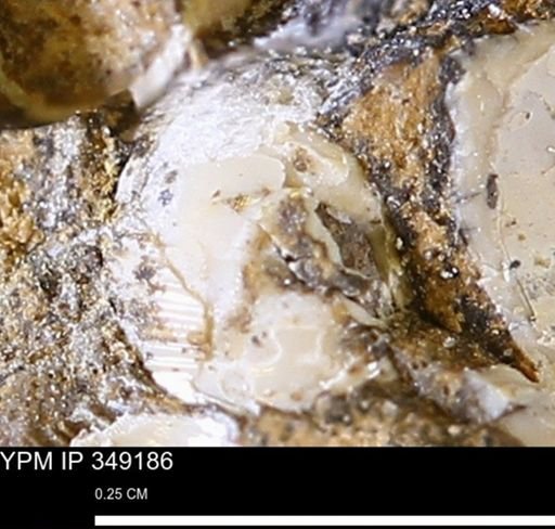 undet. Mollusca