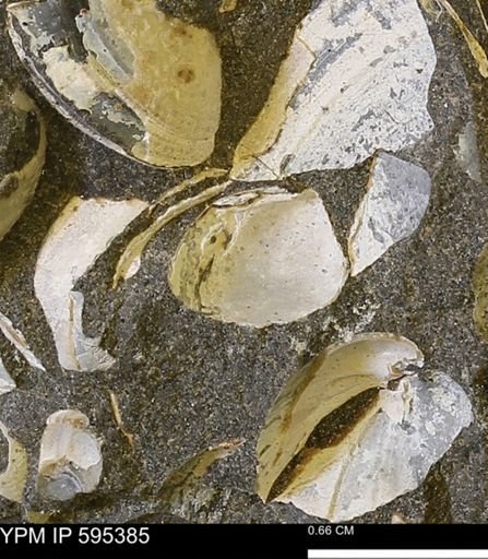 Protocardia sp.