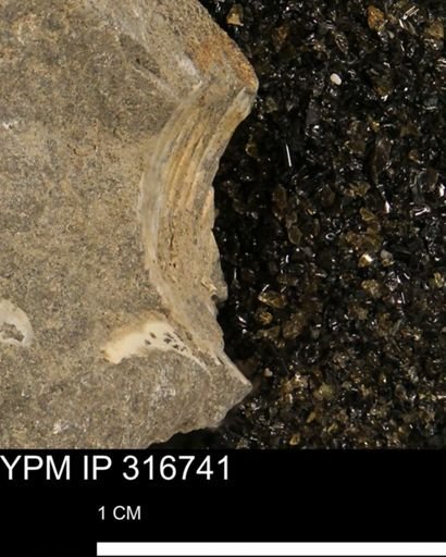 undet. Scaphitidae