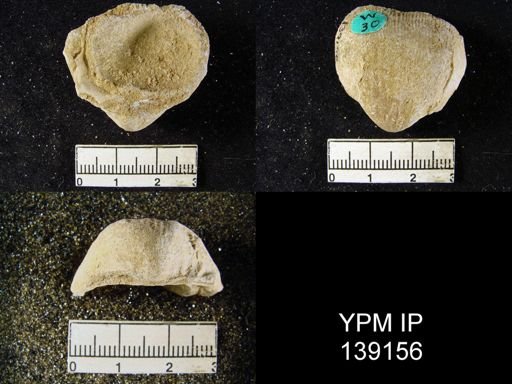Productus (Linoproductus) lineatus