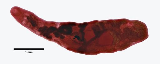 Haematoloechus complexus