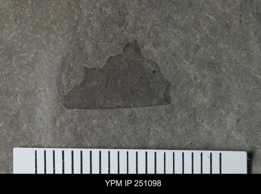 undet. Eurypterida