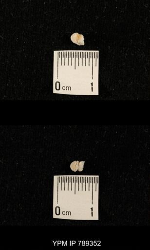 undet. Bryozoa