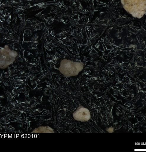 undet. Foraminiferida