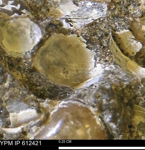 Protocardia subquadrata