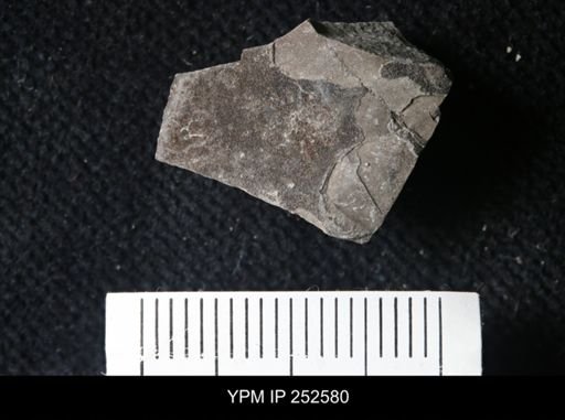 undet. Eurypterida