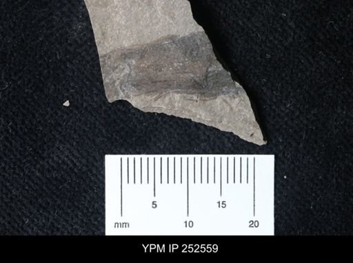 undet. Eurypterida