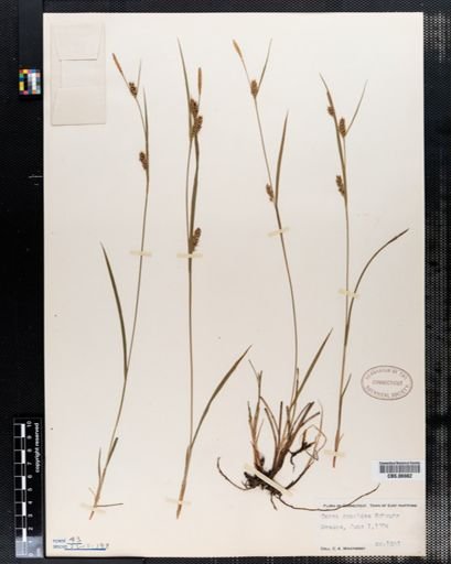 Carex conoidea