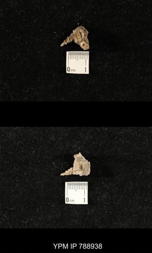 taxon undetermined
