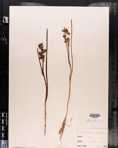Scheuchzeria palustris