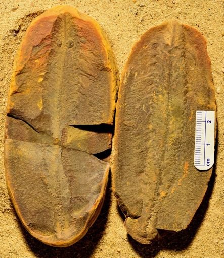 Pecopteris