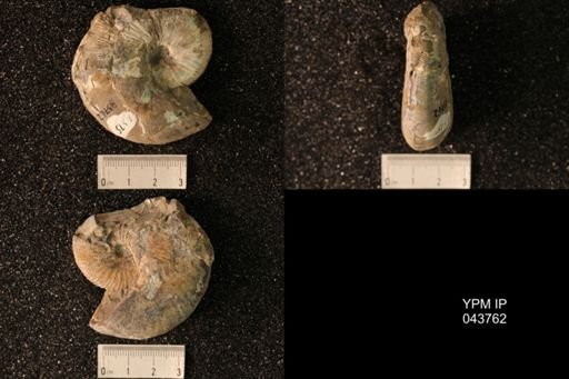Hoploscaphites nicolletii